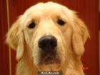 venta de golden retriever - mejor precio | unprecio.es