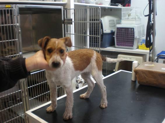 Argi, una cruce de fox terrier en adopción