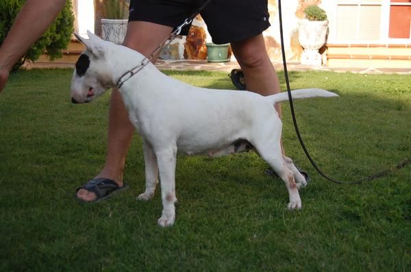 Bull terrier