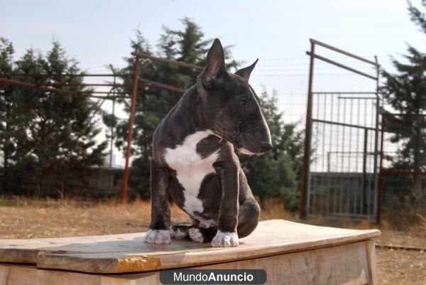 bull terrier Mini, excelente camada de primera calidad