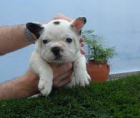 BULLDOGS FRANCES - mejor precio | unprecio.es