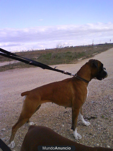 CACHORROS BOXER HIJOS DE CH.ESPAÑA BOSTON Y DUNA BOXERDELMAR