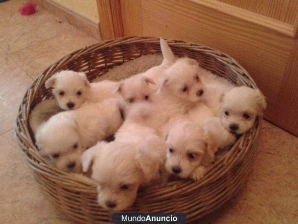 Cachorros de BICHON MALTES