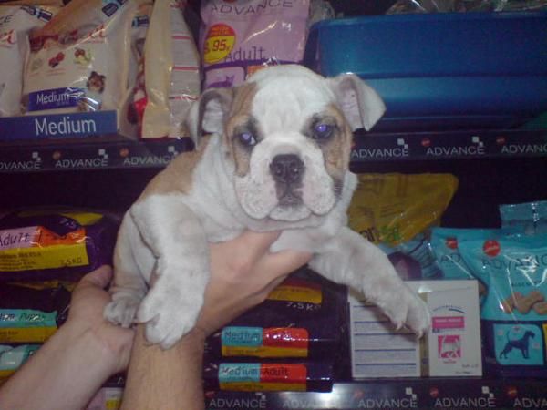 CACHORROS DE BULLDOG INGLES, EXCELENTES 950 EUROS