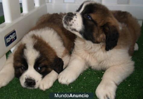 Los mejores San bernardo, son encantadores