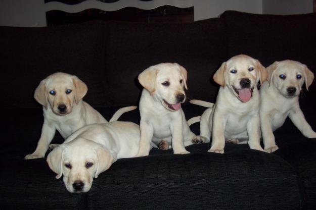 Magnífica camada de Labrador Retriever, gran calidad!!