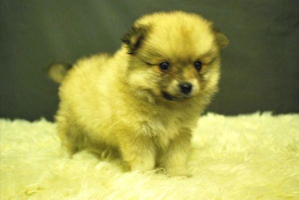 Pomerania rojos con 2 meses excelentes cachorros