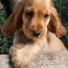 preciosa cachora de coker en venta urgentemente desparasitada vacunada - mejor precio | unprecio.es