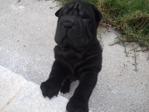 SE VENDEN CACHORROS DE SHARPEI