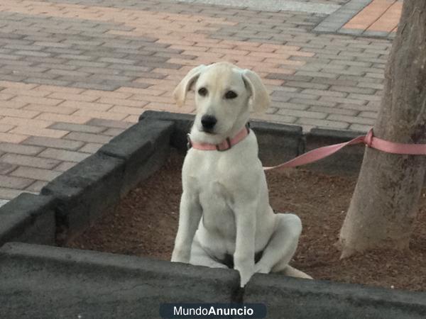 Vendo perrita labradora de cuatro meses