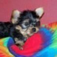 Yorkshire Terrier Miniatura, hembrita divina