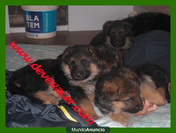 Cachorros Pastor Alemán con pedigree de pura raza