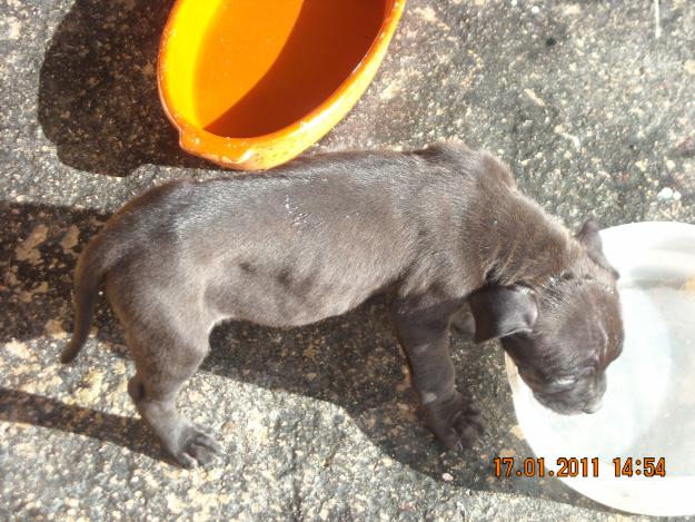 cachorritos de american pit bull terrier