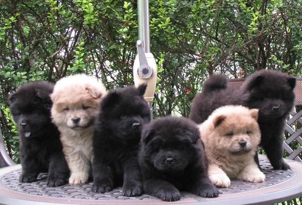 Cachorros de Chow-Chow por 450