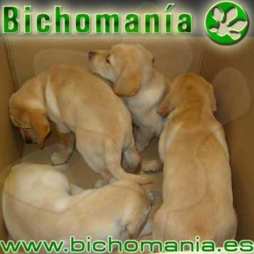 Cachorros de Labrador Retriever españoles de excelente calidad