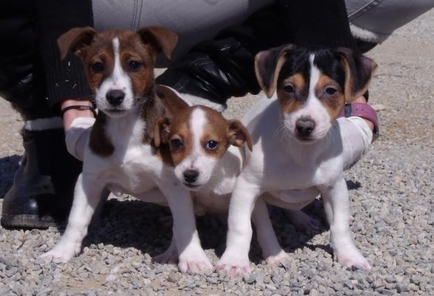 Camada de Jack Russell 250€