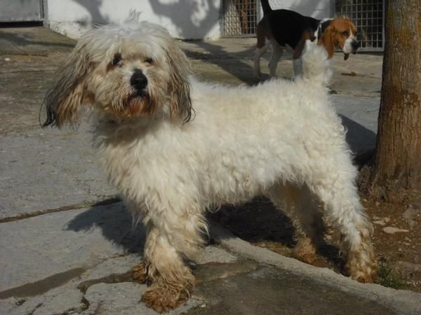 Cruce de puli en adopcion