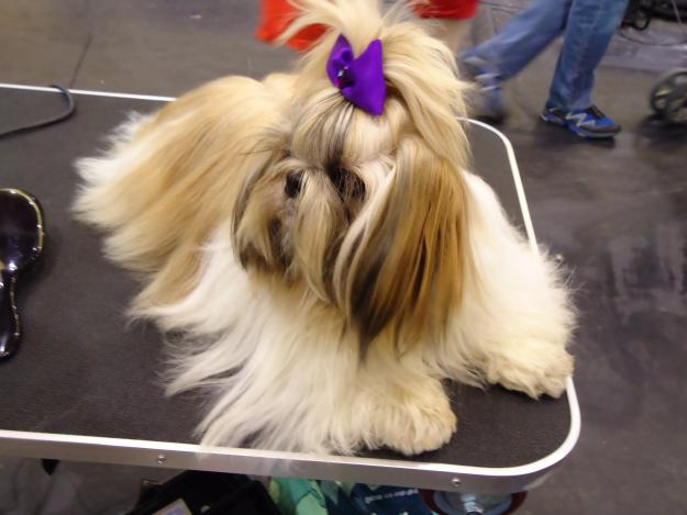 PERROS DE RAZA SHIH-TZU,CACHORROS