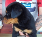 rottweiler - mejor precio | unprecio.es