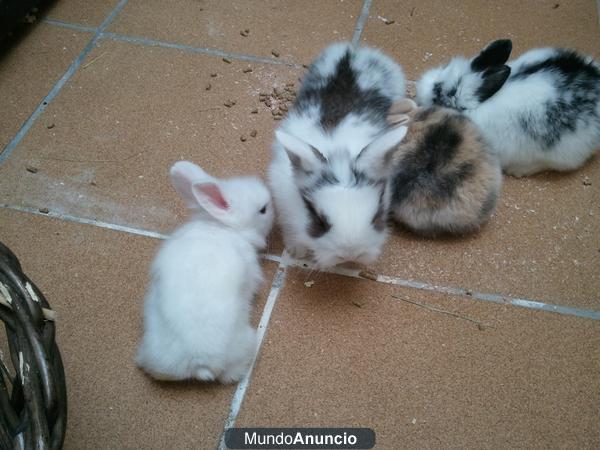 SE VENDE CONEJITOS BELIER-ANGORA