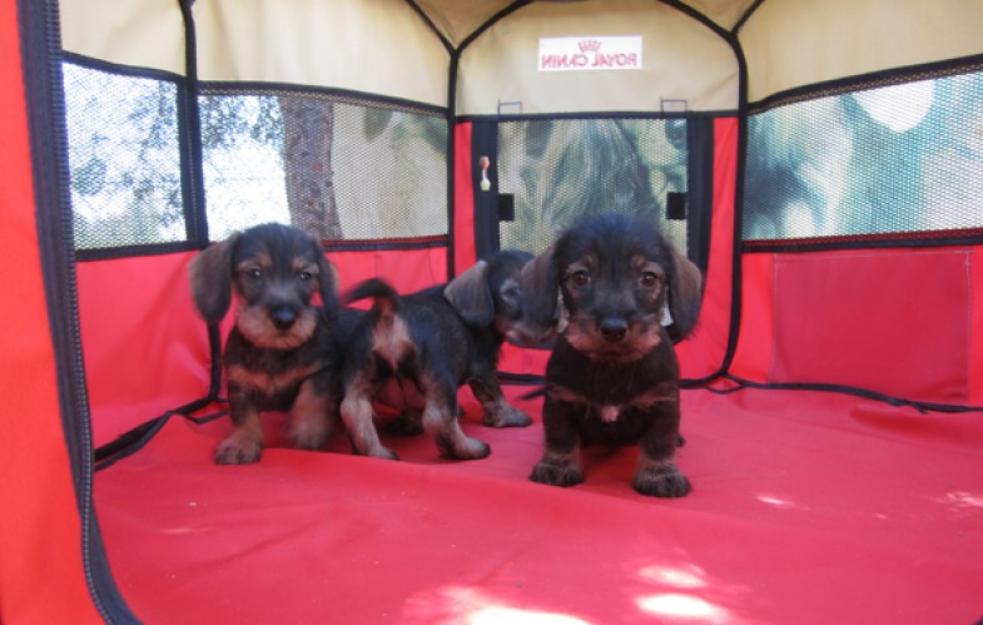 Teckels cachorros de pelo duro y corto en oferta son una pasada