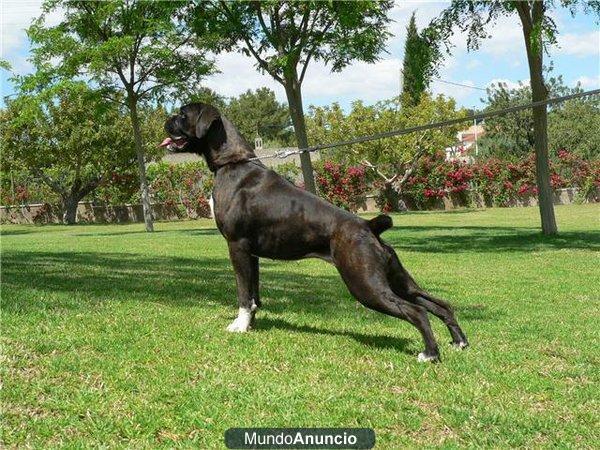 boxer atigrada