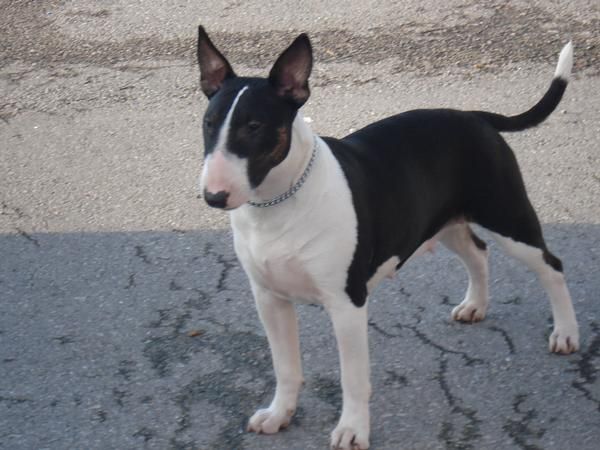 busco macho bull terrier