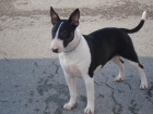 busco macho bull terrier - mejor precio | unprecio.es