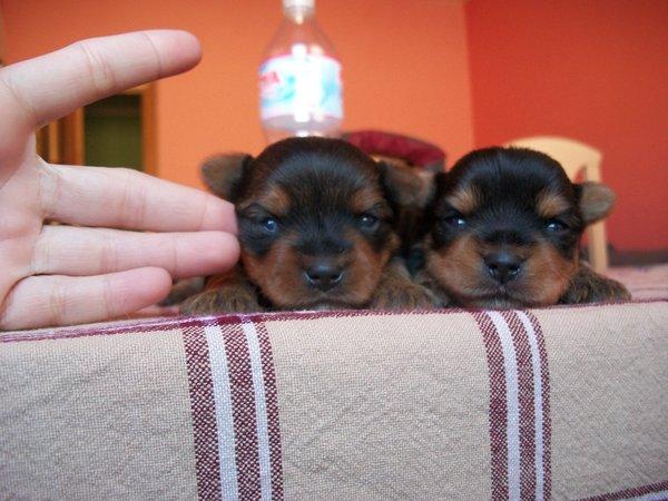 CACHORRITO YORKSHIRE TOY