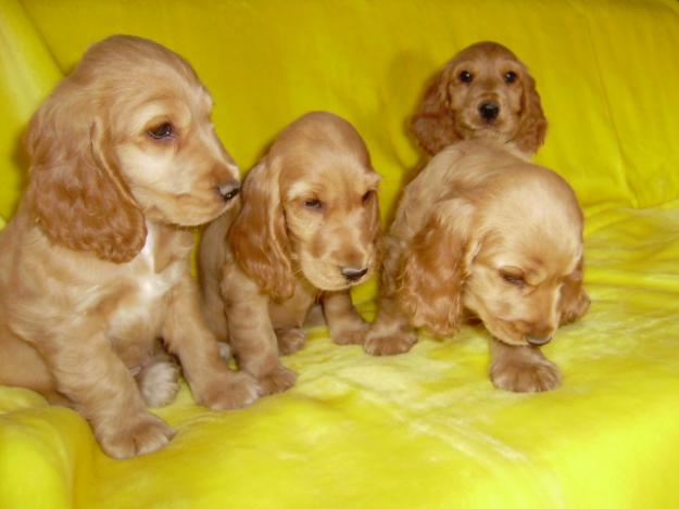 COCKER SPANIEL INGLES GENEALOGIA DE CAMPEONES