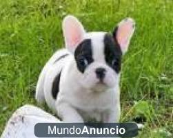 Gratis 2 cachorros machos de bulldog frances