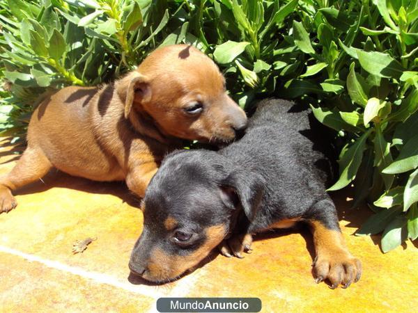 Preciosos cachorros de Mini Pinscher, Nacionales