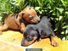 Preciosos cachorros de Mini Pinscher, Nacionales - mejor precio | unprecio.es