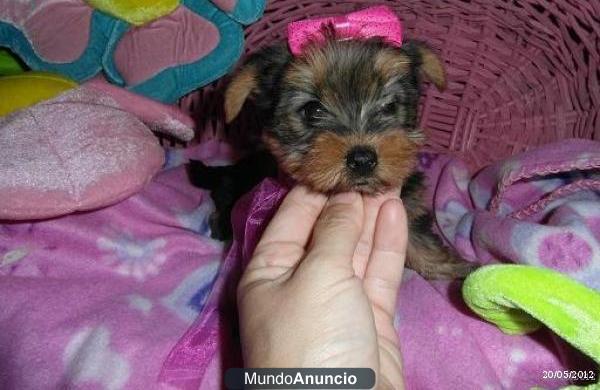 REGALO *EXPECTACULAR CACHORRITO DE YORKSHIRE *