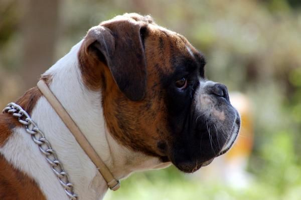 Se Ofrece MACHO BOXER para montas Excelente Pedigree