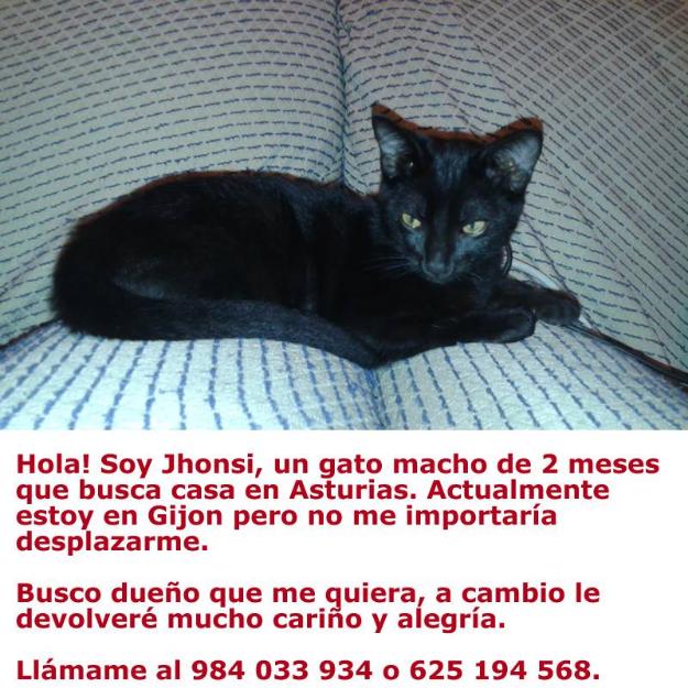 Se regala gato macho de 2 meses de color negro.