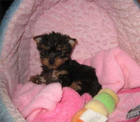 Yorkshire Terrier pequeñitos en Murcia