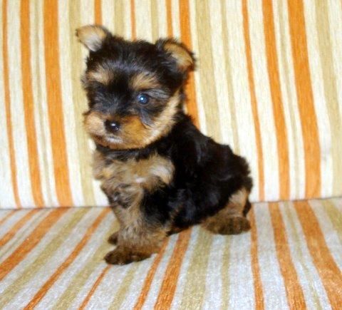 yorkshire terrier sierra de gata-lo mejor al mejor precio