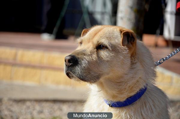 ZAR, precioso perrito hace mucho que busca una familia