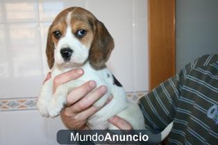 Beagle nacionales, 290 euros, con pedigree.