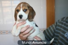 Beagle nacionales, 290 euros, con pedigree. - mejor precio | unprecio.es