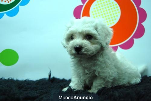 cachorritos de Bichon maltes de mucha calidad, ven a verlos\'¡