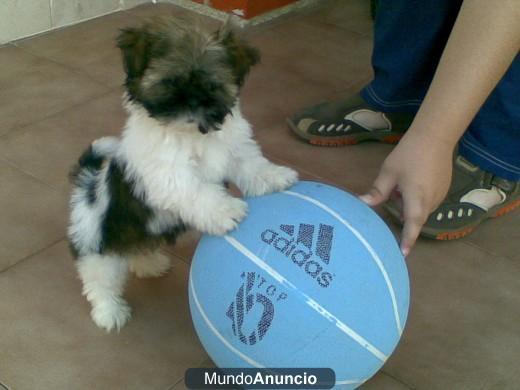 Cachorritos de Shih-Tzu