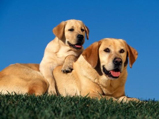 CACHORROS DE LABRADOR RETRIVER