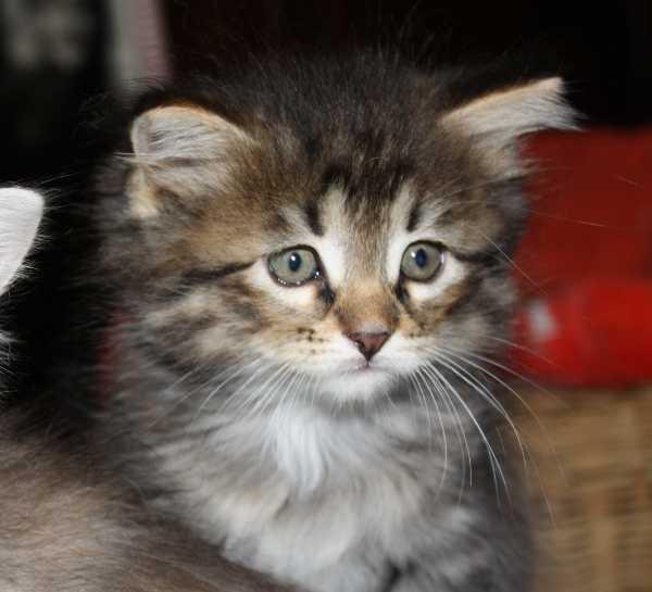 Gato siberiano - delicioso cachorro