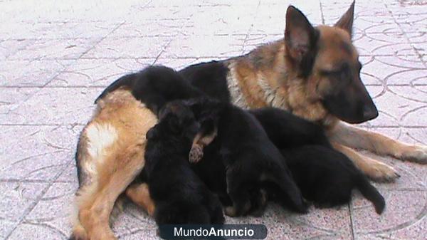 Pastores Alemanes en adopcion