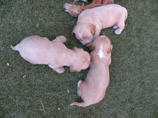 VENDO 3 COCKER SPANIEL