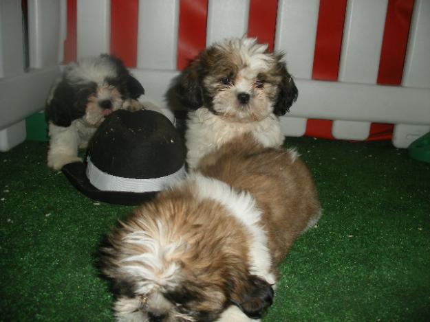 Shih Tzu, ¡los más cariñosos cachorros!