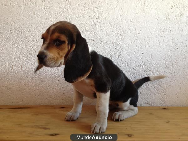 Beagle preciosos