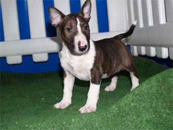 Bullterrier, cachorros de dos meses